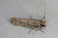 Ateliotum petrinellum