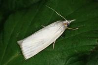 Calamotropha aureliella