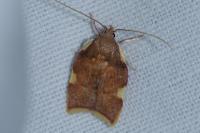 Carcina quercana