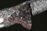 Catocala nymphagoga