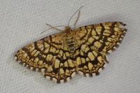 Chiasmia clathrata