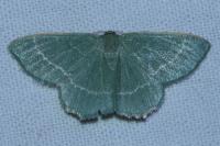 Chlorissa