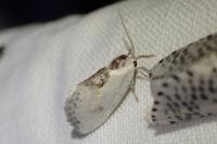 Cilix