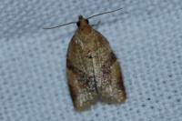 Clepsis consimilana
