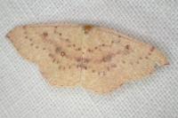 Cyclophora puppillaria