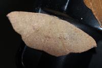 Cyclophora
