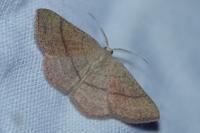 Cyclophora