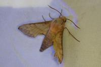 Deilephila porcellus