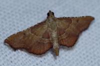 Endotricha flammealis