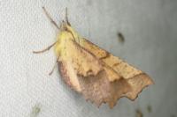 Ennomos alniaria