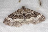 Epirrhoe alternata