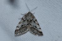 Eumannia oranaria
