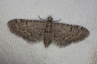Eupithecia ultimaria