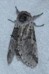 Furcula bifida