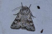 Hecatera
