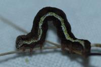 Chiasmia clathrata