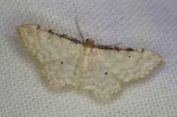 Idaea fuscovenosa