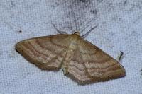 Idaea ochrata