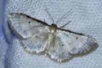 Idaea politaria