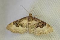 Idaea rusticata