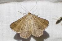 Isturgia murinaria