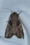 Lacanobia suasa