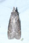 Lamoria anella