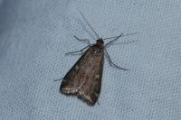 Loxostege sticticalis