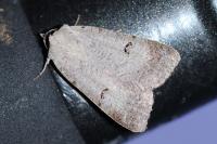 Lygephila craccae