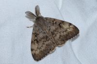 Lymantria dispar