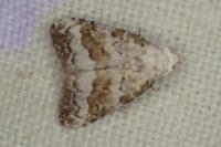 Nola squalida
