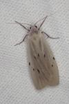Pelosia muscerda