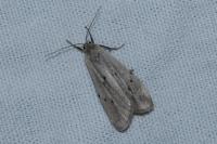 Pelosia muscerda