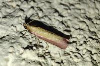 Oncocera semirubella