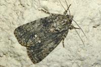Acronicta rumicis