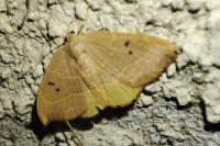 Watsonalla binaria