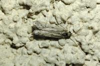 Phycitodes binaevella