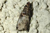 Acrobasis advenella