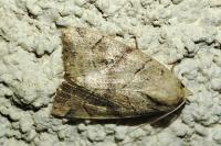 Cosmia trapezina