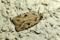 Agonopterix arenella