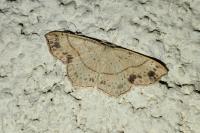 Cyclophora punctaria
