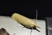 Ematheudes punctella