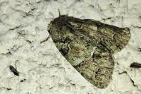 Polyphaenis sericata