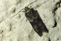 Blastobasis glandulella