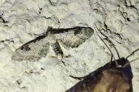 Eupithecia centaureata