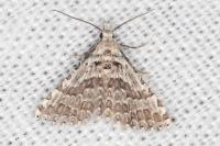 Alucita palodactyla