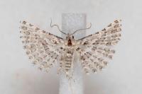 Alucita palodactyla