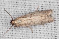 Homoeosoma nebulellum