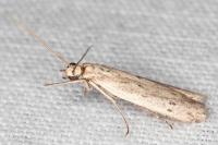 Homoeosoma nebulellum