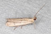 Homoeosoma nebulellum